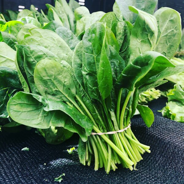 Malabar Spinach (500g) – Fresh, Nutritious & Versatile